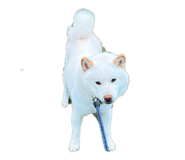 860419291