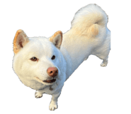 860419299