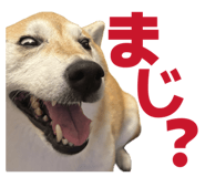 860419585