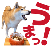 860419587
