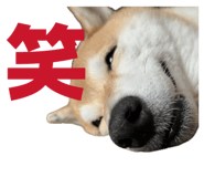 860419590