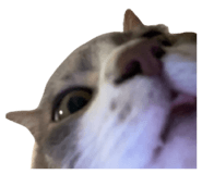 860424979