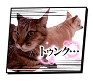 860522036