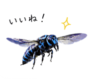 860554216