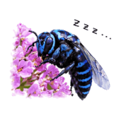 860554220