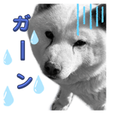 860651185