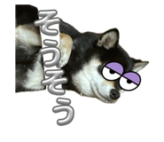860661584