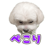 860664196