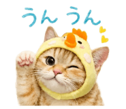 860775087