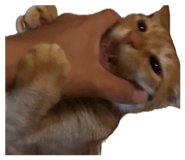 860781318