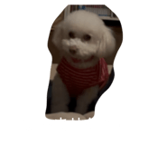 860784952