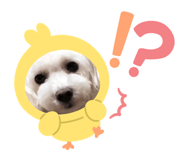 860795023