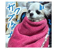 860808519