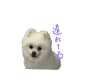 860812117