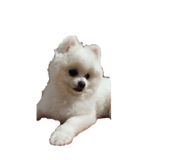 860812127