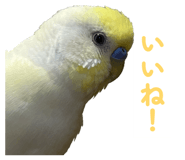 860815617