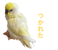 860815620
