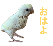860815623