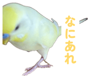 860815626