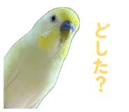 860815627