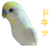 860815636