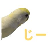 860815646
