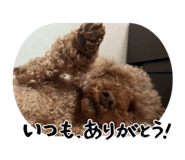 860816585