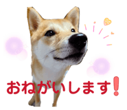 860823577