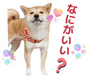 860823587
