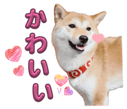 860823592