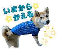 860823594
