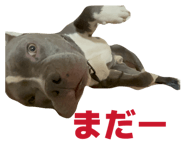 860823613