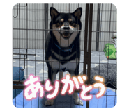 860824653