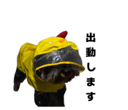 860825581