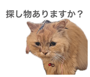 860826272