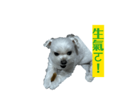 860973242