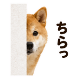 860991753