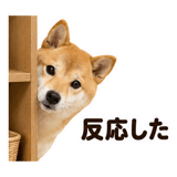 860991755