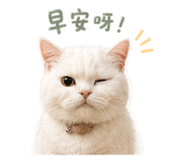 861004906