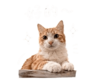 861023988
