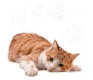 861024006