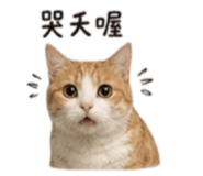 861062082
