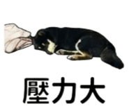 861077068