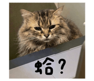 861120054