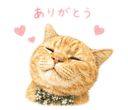 861133315