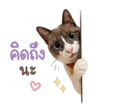 861250680