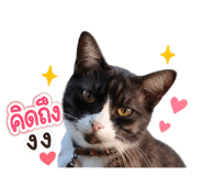 861259116
