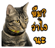 861438756