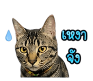 861438773