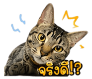 861438781